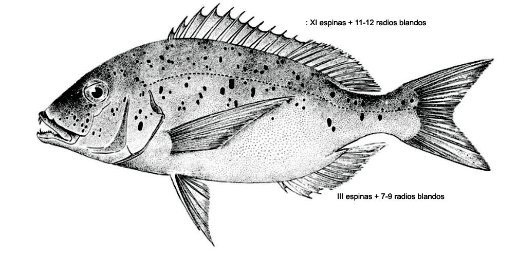 Dentex dentex_01.jpg